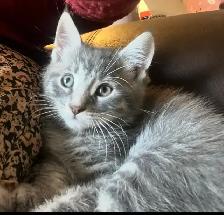 Free Kittens looking for their Forever Family