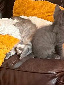 Free Kittens looking for their Forever Family - Photo 2