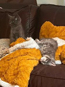 Free Kittens looking for their Forever Family - Photo 3