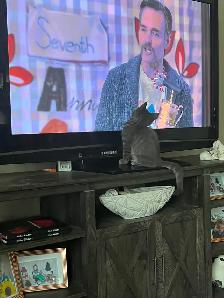 Free Kittens looking for their Forever Family - Photo 4
