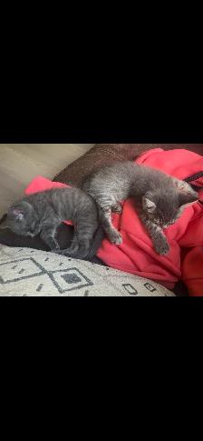 Free Kittens looking for their Forever Family - Photo 5
