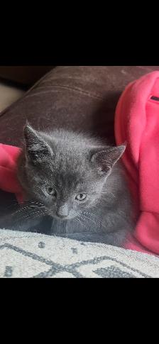 Free Kittens looking for their Forever Family - Photo 6