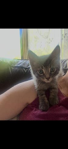 Free Kittens looking for their Forever Family - Photo 7