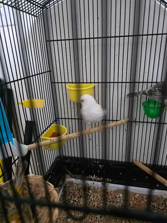 canaris a vendre