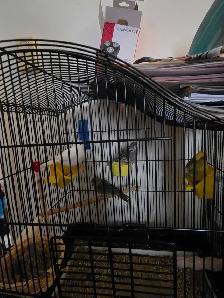 canaris a vendre - Photo 2