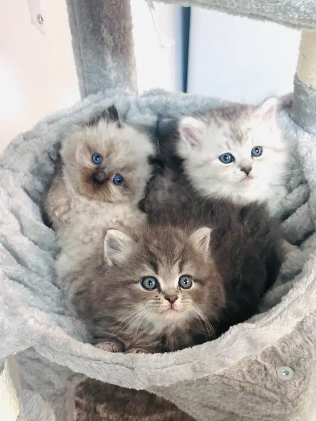 Chatons Himalayen-Persan