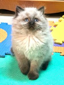 Chatons Himalayen-Persan - Photo 6