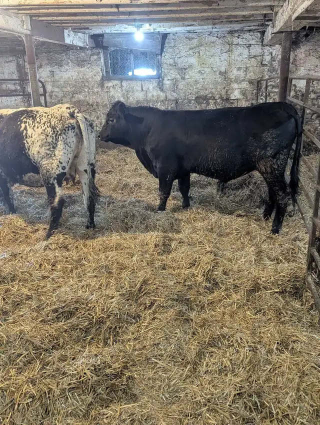 Two Speckle Park Bulls