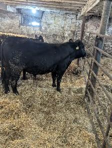 Two Speckle Park Bulls - Photo 2