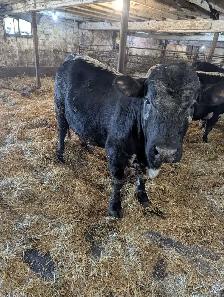 Two Speckle Park Bulls - Photo 3