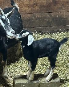 Goats for sale - Photo 6