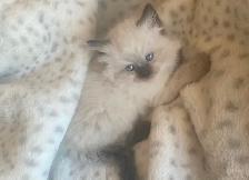 GORGEOUS BABY BICOLOR WHITE-MITTED & CHOCOLATEPOINT RAGDOLLS! - Photo 5