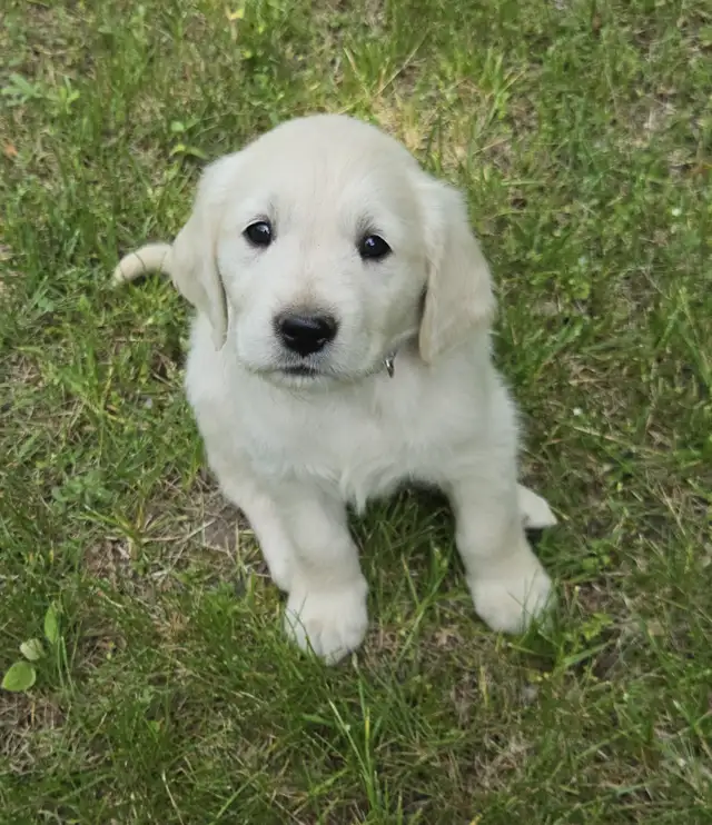 Golden Retriever Puppies for Sale