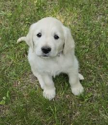 Golden Retriever Puppies for Sale
