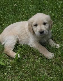 Golden Retriever Puppies for Sale - Photo 2