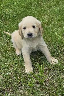 Golden Retriever Puppies for Sale - Photo 3