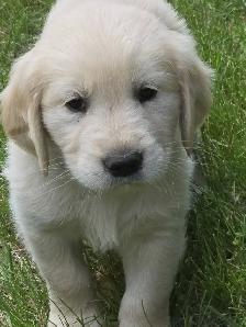 Golden Retriever Puppies for Sale - Photo 4