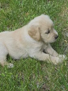 Golden Retriever Puppies for Sale - Photo 5