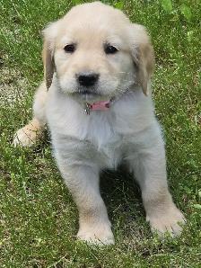 Golden Retriever Puppies for Sale - Photo 6