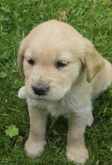 Golden Retriever Puppies for Sale - Photo 7