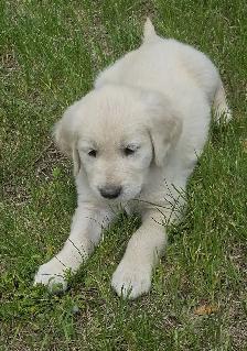 Golden Retriever Puppies for Sale - Photo 8