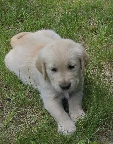 Golden Retriever Puppies for Sale - Photo 9
