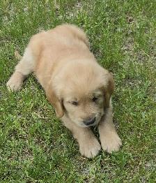 Golden Retriever Puppies for Sale - Photo 10