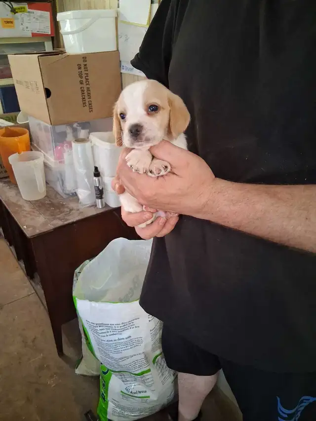 bébé beagle pocket