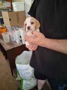 bébé beagle pocket