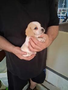 bébé beagle pocket - Photo 2