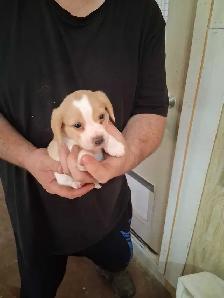 bébé beagle pocket - Photo 3