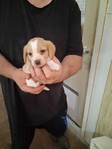 bébé beagle pocket - Photo 4