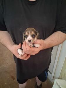 bébé beagle pocket - Photo 5