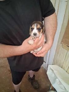 bébé beagle pocket - Photo 6