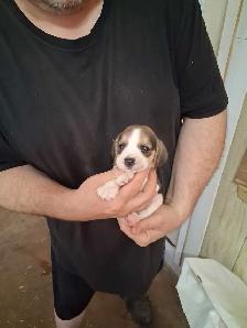 bébé beagle pocket - Photo 7