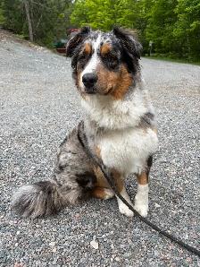 Australian shepherd blue Merle 10months