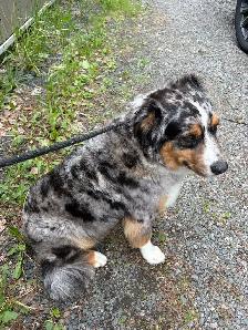 Australian shepherd blue Merle 10months - Photo 2