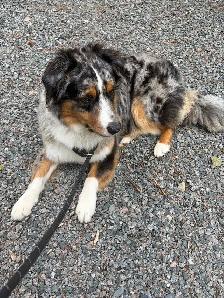 Australian shepherd blue Merle 10months - Photo 3