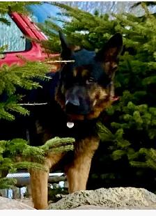 German Shepard Puppies!! - Photo 2