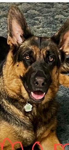 German Shepard Puppies!! - Photo 3