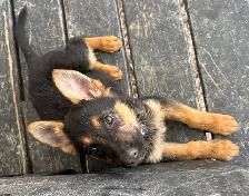 German Shepard Puppies!! - Photo 4