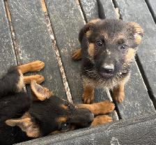 German Shepard Puppies!! - Photo 5