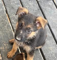 German Shepard Puppies!! - Photo 6