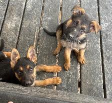 German Shepard Puppies!! - Photo 7