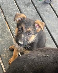 German Shepard Puppies!! - Photo 8