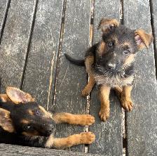 German Shepard Puppies!! - Photo 9