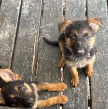 German Shepard Puppies!! - Photo 10