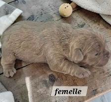 Frenchton 25/75 - Photo 2