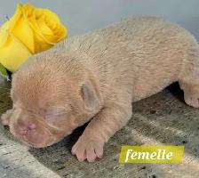 Frenchton 25/75 - Photo 4