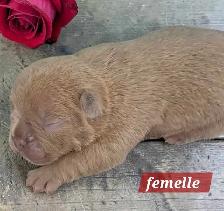Frenchton 25/75 - Photo 5